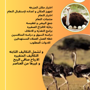 دراسه جدوى لانشاء مزرعه لتربيه النعام