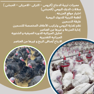 دراسه جدوى شامله  لتربيه الدجاج الرومى-التركى -الامريكى -الحبشى