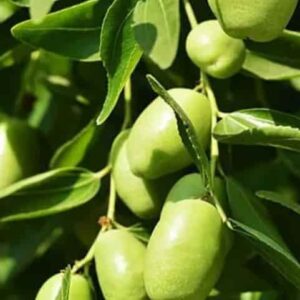 دراسه جدوى شامله انتاج الجوجوبا