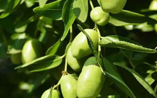 دراسه جدوى شامله انتاج الجوجوبا